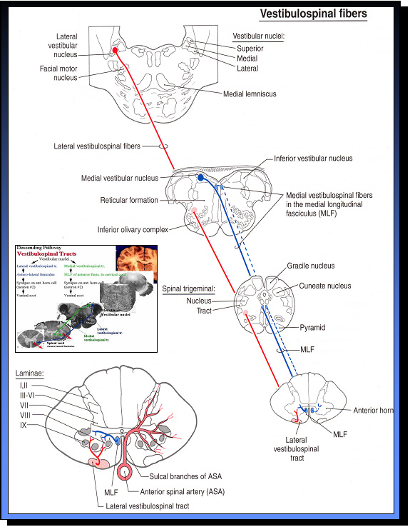 These tracts operate constantly to maintain equilibrium in upright positions