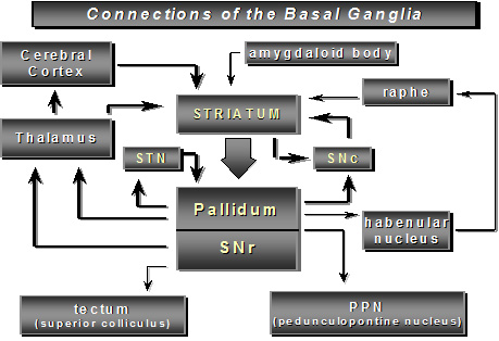 connections of the basal ganglia