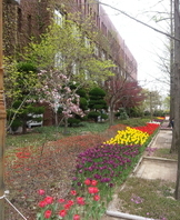 대학전경 - 튤립